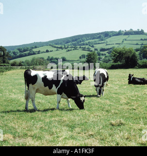 Le pâturage des vaches laitières au pâturage en été jour Bos taurus Banque D'Images