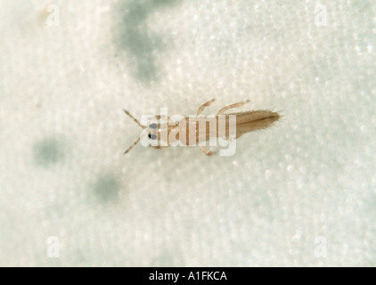 L'oignon ou le tabac se développe Thrips tabaci sur le pétale de fleur de Marguerite shasta Banque D'Images