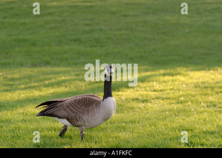 Le pèlerin canadien Goose dans le soleil du soir à Grant Park Banque D'Images