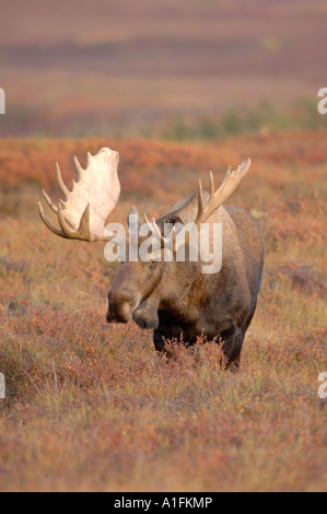 Bull moose Alces alces marche sur la toundra d'automne dans le Parc National Denali l'intérieur de l'Alaska Banque D'Images