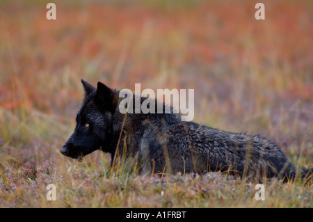 Loup gris Canis lupus reposant sur couleurs d'automne au parc national Denali intérieur de l'Alaska Banque D'Images