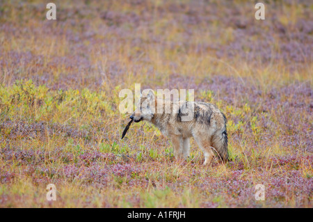 Loup gris Canis lupus pup sur la toundra d'automne dans le Parc National Denali intérieur de l'Alaska Banque D'Images