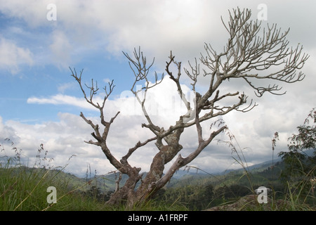 Arbre sans feuilles balayées par le haut de peu d'Adam's Peak. Ella, Sri Lanka Banque D'Images