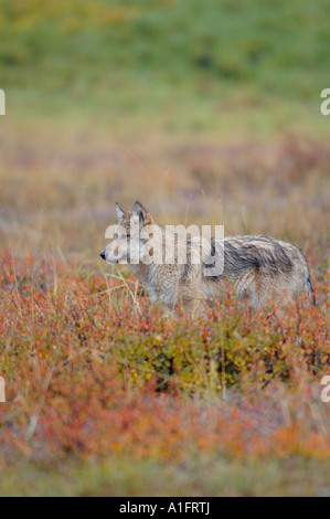 Loup gris Canis lupus pup sur la toundra d'automne dans le Parc National Denali intérieur de l'Alaska Banque D'Images