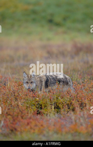 Loup gris Canis lupus pup sur la toundra d'automne dans le Parc National Denali intérieur de l'Alaska Banque D'Images