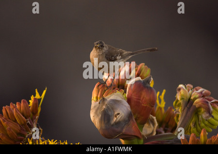 Songbird perché sur les fleurs sauvages du désert à la Bufadora péninsule de Baja California au Mexique Banque D'Images