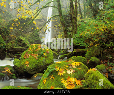 Elowah Falls et de feuilles d'érable dans la couleur de l'automne Columbia River Gorge National Scenic Area Oregon Banque D'Images