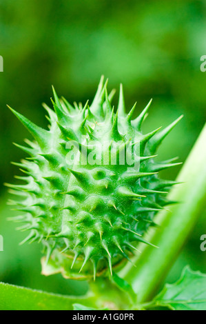 Gros plan des fruits d'épine de pomme épine épaisse verte de Solanaceae Datura stramonium plante dans la nature. Banque D'Images