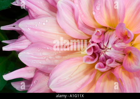 Plan macro d'une fleur de Dahlia rose avec des gouttelettes de rosée matinale sur des pétales doux, soulignant la texture florale et le centre vibrant. Banque D'Images