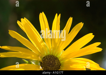 Gros plan d'une fleur de Susan aux yeux brun jaune vif rétroéclairé par la lumière du soleil sur un fond sombre, montrant des pétales détaillés et le centre. Banque D'Images