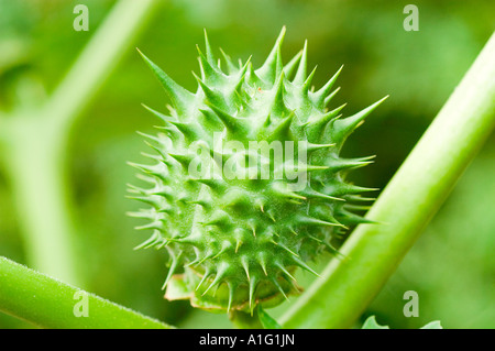 Gros plan sur les fruits de l'épine de pomme épine épaisse verte de Solanaceae Datura stramonium dans un cadre naturel extérieur. Banque D'Images
