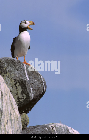 Macareux cornu sur Rock Ledge Bristol Bay SW Alaska Banque D'Images