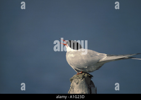 Portrait de sterne arctique sur l'Alaska de Journal de l'été Banque D'Images