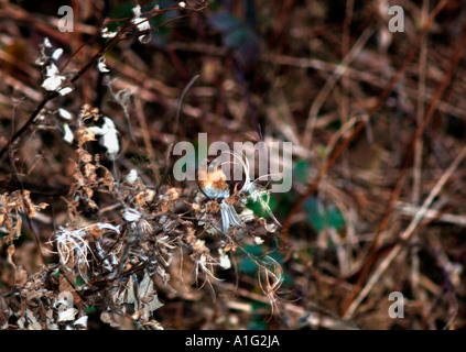 Sizerin flammé (Carduelis flammea) Banque D'Images