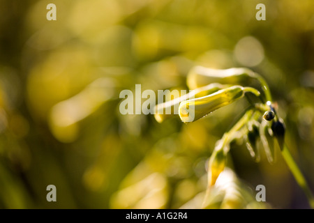 Sure, l'herbe jaune Oxalis pes caprae, Espagne Banque D'Images