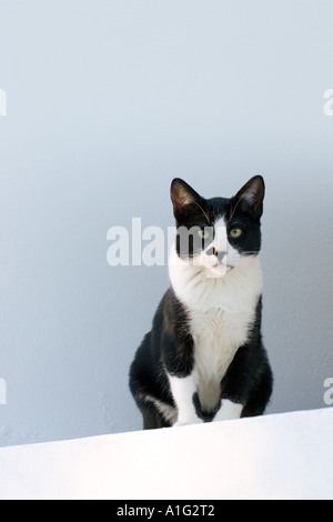 Chat masqué en noir et blanc Banque D'Images