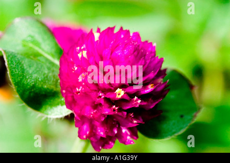 Gros plan d'une fleur d'amarante Globe violette éclatante (Gomphrena globosa) avec des feuilles vertes et un fond flou. Famille des Amaranthaceae. Banque D'Images