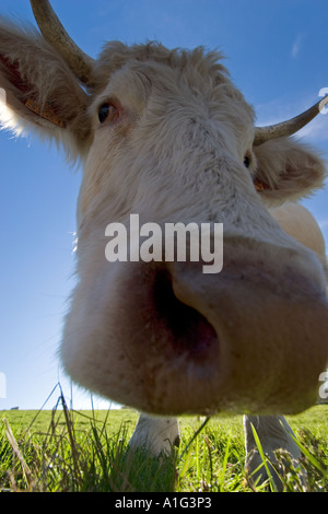 Vache charolaise (Bos taurus domesticus) en Auvergne. Vache (Bos taurus domesticus) de race Charolaise en Auvergne. Banque D'Images