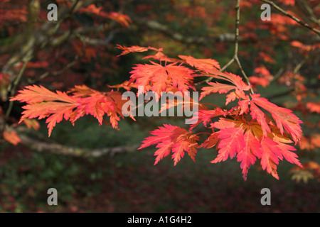 Acer palmatum var dissectum Palmatifidum. Groupe de feuilles à l'automne Banque D'Images