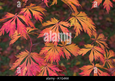 Acer palmatum var dissectum Palmatifidum. L'érable japonais libre en automne. Banque D'Images