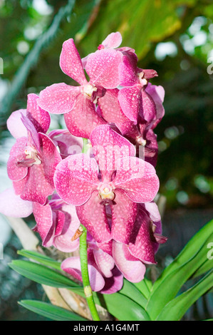Gros plan de fleurs d'orchidée Phalaenopsis rose éclatantes avec des pétales mouchetés dans un jardin tropical. Banque D'Images