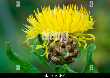 Fleur jaune close up de Viper s ou Vipérine commune Echium plantagineum Salut Jane Boraginaceae Banque D'Images