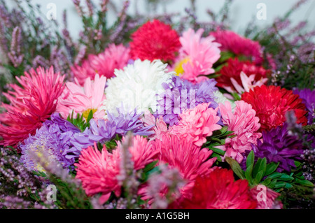 Arrangement vibrant de fleurs rouges et bleues blanches roses dans un bouquet floral luxuriant, avec des asters colorés et délicats brins de bruyère. Banque D'Images