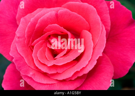 Gros plan d'une fleur rose rouge éclatante avec des détails complexes de pétales et une petite goutte d'eau, mettant en valeur la beauté naturelle dans une vue macro. Banque D'Images