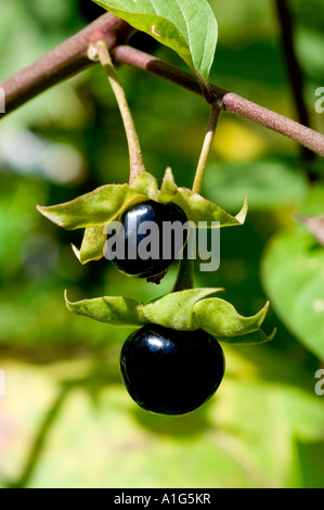 Petits fruits noirs Belladone sur branch SOLANACEAE Atropa belladonna Banque D'Images