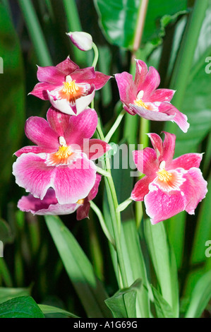 Fleurs d'orchidée Miltonia blanches, roses et violettes éclatantes en gros plan. De belles fleurs tropicales sur un fond de feuillage vert luxuriant. Banque D'Images