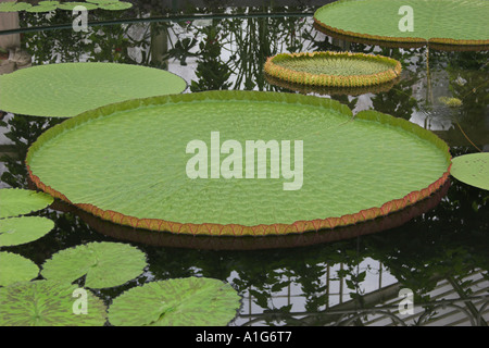 Les feuilles de nénuphar géant. Victoria cruziana dans l'eau Lily House aux Jardins botaniques royaux de Kew. Banque D'Images