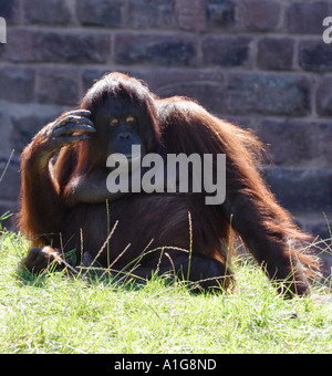 Orang utang. Pongo pygmaeus Banque D'Images