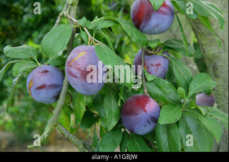 Les prunes 'Satsuma' , Direction générale. Banque D'Images