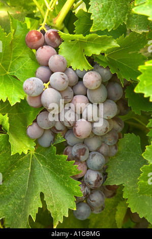 Raisin 'Black Hamburg' sur vigne, Banque D'Images