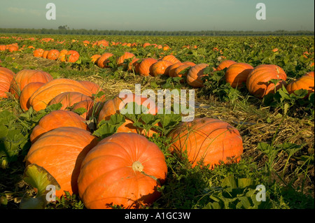 Pumpkins 'Big Max' variété entassé pour la récolte, Banque D'Images