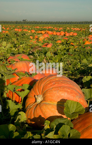 Pumpkins 'Big Max' growing in field, Banque D'Images