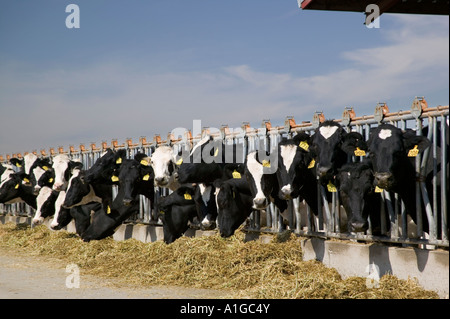 Alimentation des vaches laitières Holstein, Californie Banque D'Images