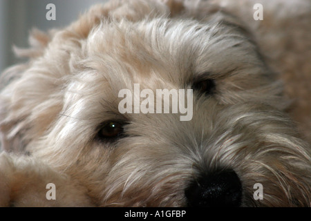 Wheaten Terrier étant glamour Banque D'Images