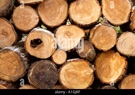 Pile de grumes coupées prêt à l'emploi dans un incendie, certains hiver gel sur l'écorce, Shropshire, England uk Banque D'Images