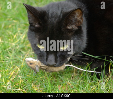 La chat noir avec une souris dans la bouche Banque D'Images