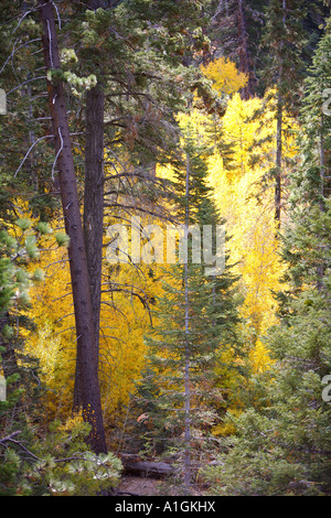 San Gorgonio Wilderness Aspen Grove San Bernadino National Forest San Bernadino San Bernadino County California United States Banque D'Images