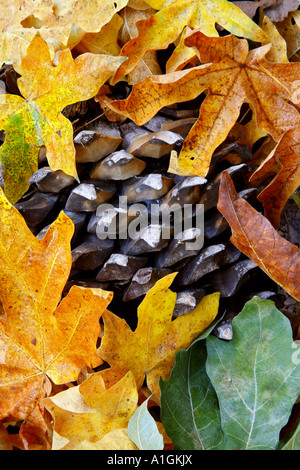 Cône de pin dans des couleurs automnales de la Forêt Nationale de San Bernardino San Bernadino San Bernadino County California United States Banque D'Images