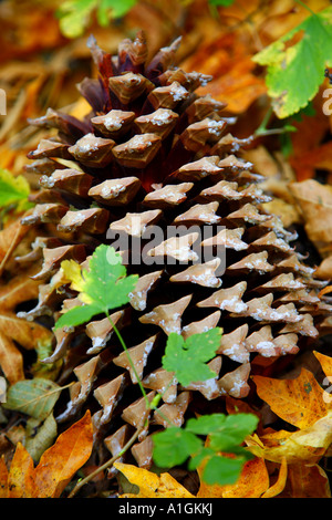 Cône de pin dans Couleurs d'automne San Bernadino San Bernadino County California United States Banque D'Images