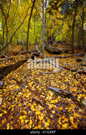 En ce qui concerne les feuilles de tremble Aspen Grove sur le terrain sauvage de San Gorgonio San Bernadino National Forest San Bernadino San Bernadino Banque D'Images