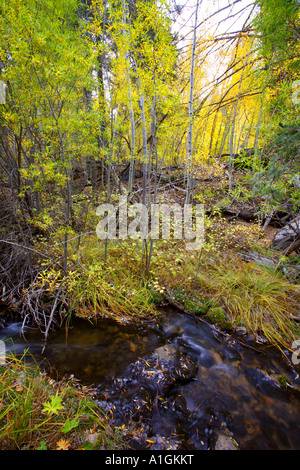 Creek dans le désert de San Gorgonio Aspen Grove San Bernadino National Forest San Bernadino San Bernadino County Californie Uni Banque D'Images