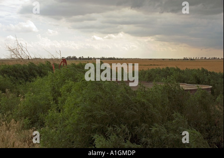 Pinceau soufflant dans le vent d'orage approcher plus de Virginia field USA Banque D'Images