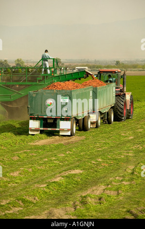 Tracteur, travailleur hispanique récolte des carottes dans les champs biologiques, Californie. Banque D'Images