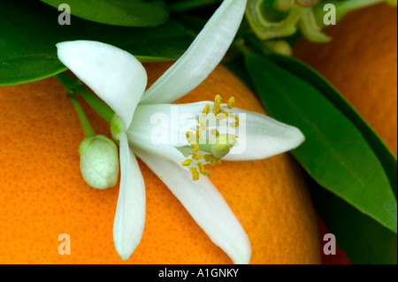 Fleur Orange, Californie, Porterville Banque D'Images