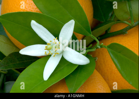 Orange Blossom & feuilles, de Porterville, California Banque D'Images