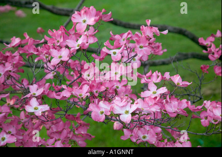 Floraison rose de cornouiller, branche, Comté de San Joaquin, en Californie Banque D'Images